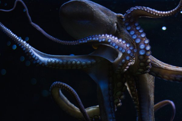Kraken com darknet