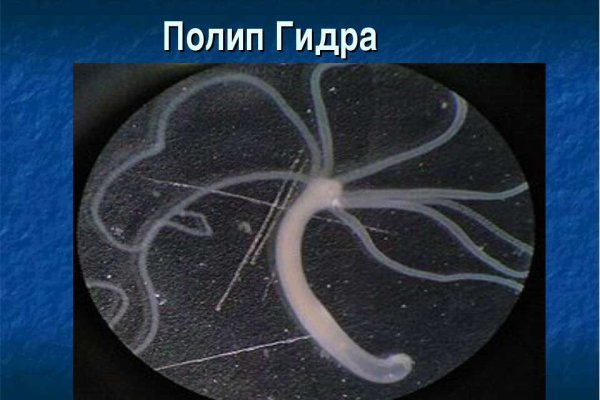 Кракен онион тор