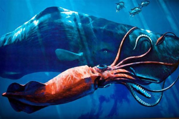 Kraken12 at сайт