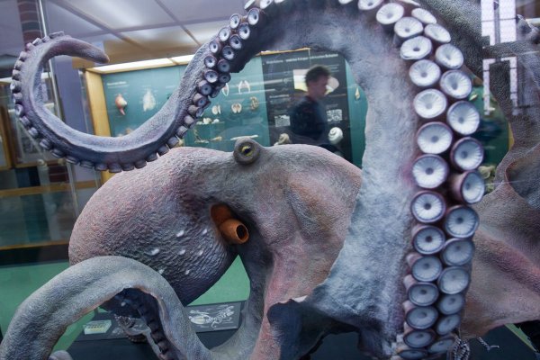 Kraken зеркало стор