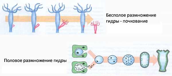 Кракен тор store